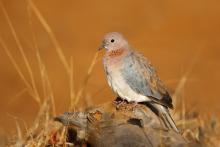 Sustainable Hunting Season in Saudi Arabia Begins September 1 