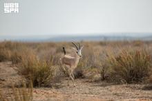 Imam Turki bin Abdullah Royal Reserve: Rich Ecological Diversity from Dunes to Valleys and Floodplains