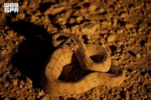 Field’s Horned Viper: Unique Adaptation to Desert Environments in Northern Saudi Arabia