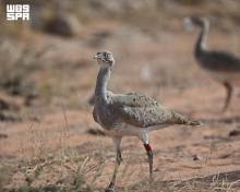 Three-Pronged Houbara Footprint Reveals Trail Across Desert Sands