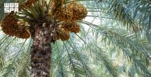 Qassim Region's Palm Sector Exceeds 10 Million Trees and 584,000 Tons of Dates