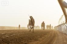 Crown Prince Camel Festival's Second Category Opens, Saudi Camels Take Eight Wins