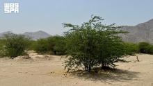 Saudi Arabia Expands Protected Areas Network with Registration of 26 National Parks