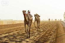 'Sword and Rifle' Races to Highlight Crown Prince Camel Festival Finale