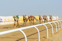 Saudi Camels Lead Crown Prince Camel Festival with 131 Race Wins