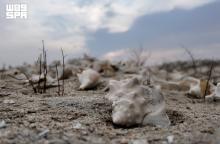 Al-Lith's Shell Mounds, Ancient Fish Traps Preserve Maritime Heritage Along Red Sea Coast
