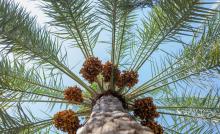 Saudi Arabia Leads Global Date Exports for Fourth Consecutive Year