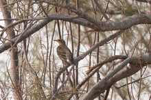 Traditional Bird-Trapping Methods Highlighted in Northern Borders Region
