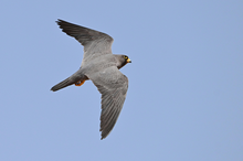 King Salman Reserve Marks World Migratory Bird Day with Documented Sooty Falcon Nesting