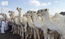 Third Madinah Camel Auction Welcomes over 13,000 Visitors