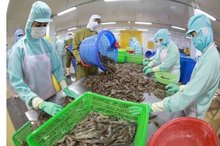 Processing frozen shrimp for export at the factory of Minh Phu Hau Giang Seafood Company. (Photo: VNA)