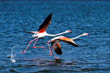 Migratory Birds Bring Seasonal Spectacle to Jeddah's Red Sea Coast