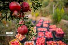 Iran possesses richest genetic reserves of pomegranates in world: Official