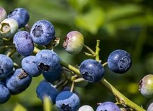 Iranian province offers investment opportunities in blueberry farming for export