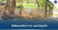 lion attack 