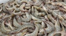 shrimp 