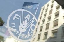 FAO to discuss issue of Iran becoming hub for regional food security