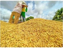 A farmer at work during rice harvest season in the Mekong Delta. (Photo: VNA)