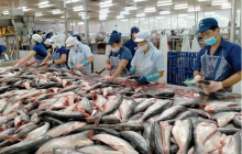 Tra fish processed for export (Photo: VOV)