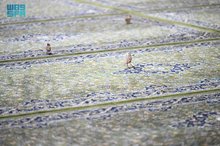 Prophet's Mosque's Carpets Serviced for the Comfort of Worshippers