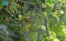 Aseer's Seasonal Fruits Blossom as a Top Tourist Draw