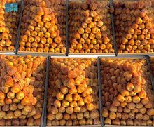 Buraidah Date Carnival Returns in August, Showcasing Qassim’s Role in Vision 2030 Agriculture