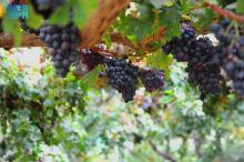 Local Grapes Fill Markets as Peak Summer Season Begins