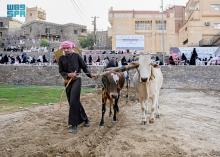 Heritage Festival Revives Traditional Plowing in Al-Baha