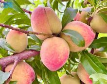 Kingdom's Peach Production Exceeds 28,700 Tons This Summer