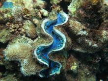 Saudi Arabia Launches Scientific Project to Protect Marine Ecosystems from Invasive Species