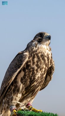 Falconry: A Time-Honored Tradition in Madinah Celebrating Heritage and Skill