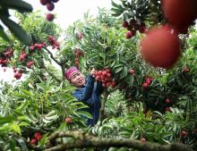 A  farmer harvests lychees in Luc Ngan district, Bac Giang Province. The northern province has exported more than 24,000 tonnes of lychees this harvest season. (Photo: VNA)