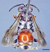 A newly discovered bee species named as Pasites vuquang Tran, Engel, and L.T.P. Nguyen, 2024. (Photo: VNA)