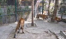 tigers 