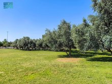 Najran's Parks: Premier Destinations Defined by Unique Natural Beauty