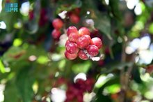 Jazan Coffee Cultivation a Deep-Rooted Heritage Taking Its Place on Global Stage
