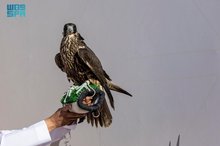 Ten Winners Named in Gyr Shaheen Race at Melwah 