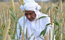 Aseer Corn Harvest: Enhancing Food Security and Rural Development