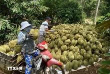 Harvesting organically-produced durians. (Photo: VNA)