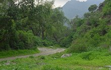 National Afforestation Program Identifies over 165 Plant Species Suitable for Afforestation in Aseer