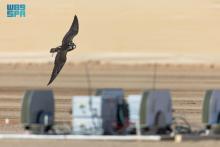 Advanced Technologies Utilized to Decide Winners at AlUla Falcon Cup