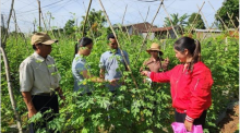 At a farm in the Central Highlands province of Gia Lai (Photo: VNA)