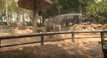 chiangmai zoo