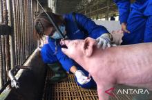 Illustration - Officers collecting pig samples for testing following report of African Swine Fever cases.