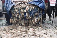 blackchin tilapia