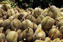 Vietnam: Over 255 tonnes of durian exported via Lao Cai border gates in first days of 2024