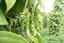 Vietnam's pepper export turnover up over 30% in H1
