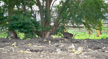 macaque 