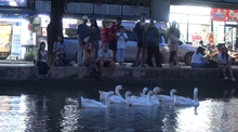 geese