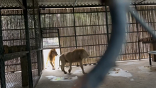 lions